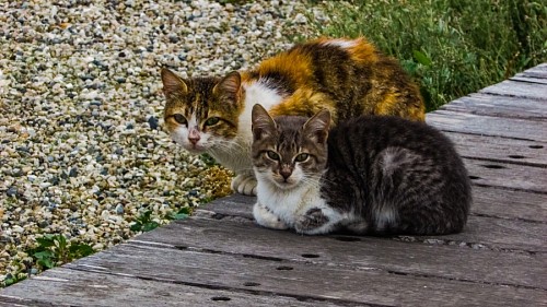 Par, gatos, olhar fixamente