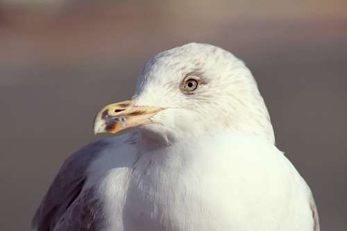 gaivotas Gaivota
