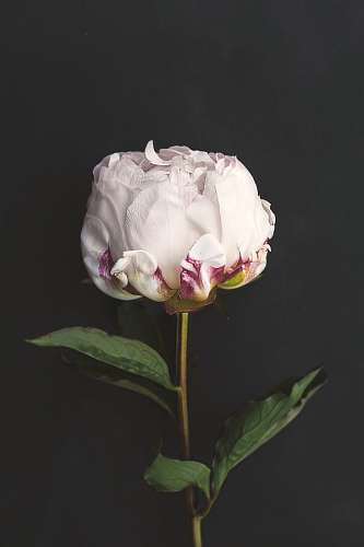 artificial Rosa artificial