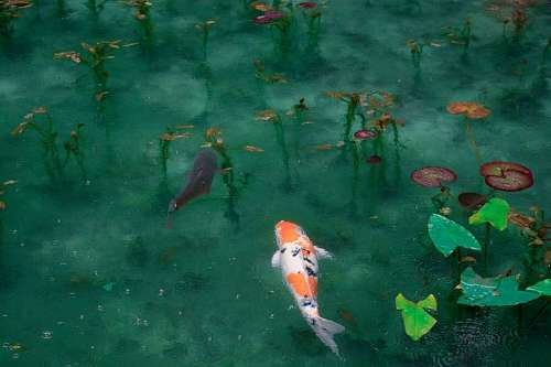 lilas Peixe koi