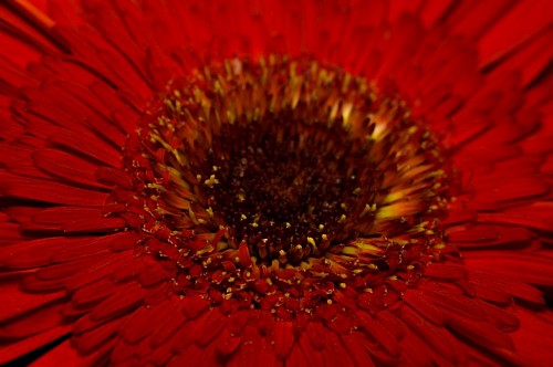 gerbera Close-up de gerbera vermelha