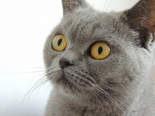 Close-up felino concentrado