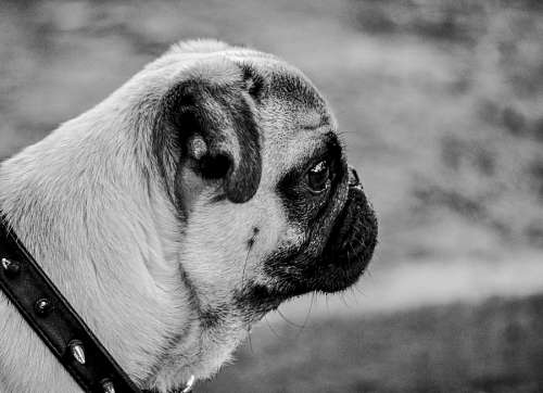 Perfil de Pug Carlino