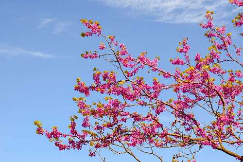 jardinagem 