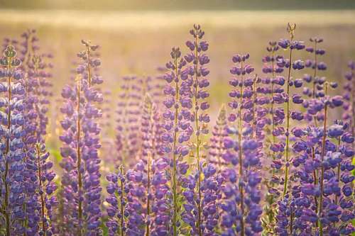 aromatico 