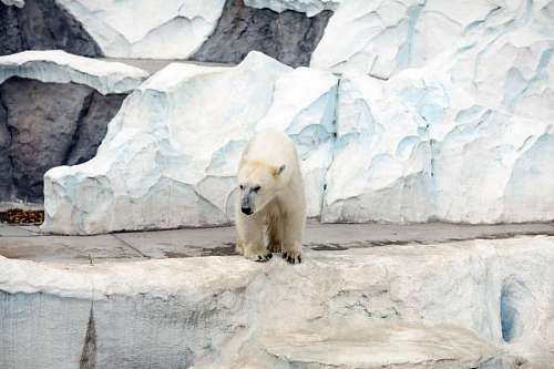 filhotes Oso polar en Tokio.