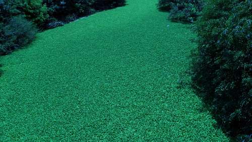 alga marinha Algas marinhas
