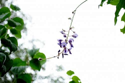 folha, flor, flores, natureza, lilás, vista de fre