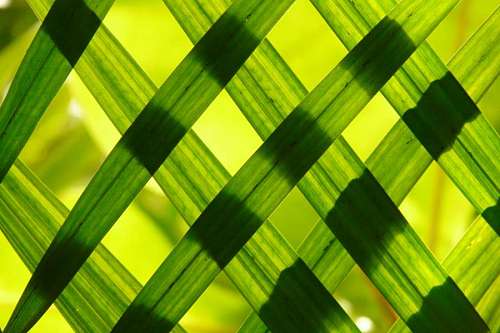 Jogo de sombras de folhas verdes