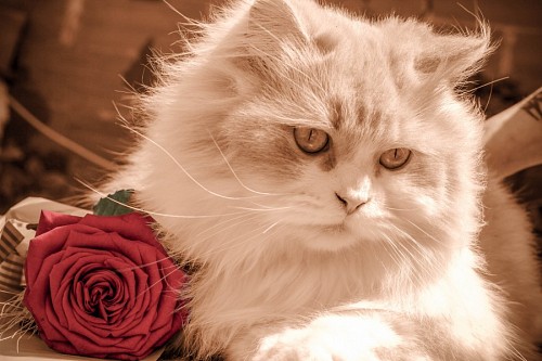 Gato romântico junto com uma rosa para papel de parede