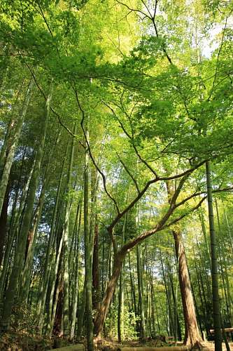 Floresta Bambu