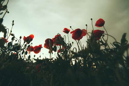 Campo com flores