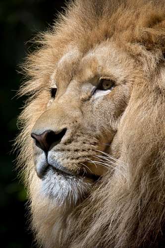 leoa Leon