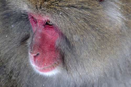 macacos Macaque Japonês