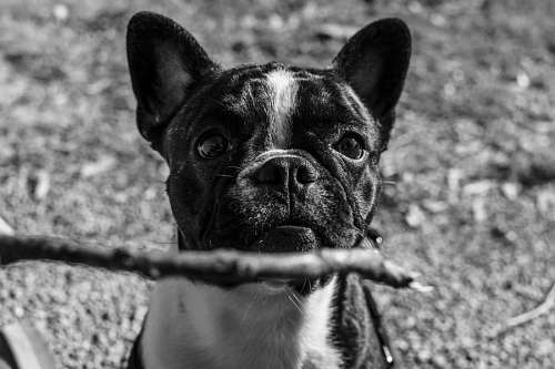 bulldog frances Glória