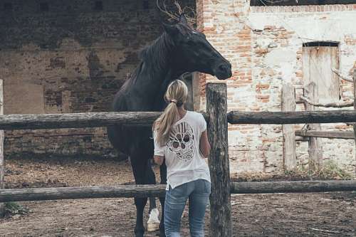 mula animais Mulher e cavalo