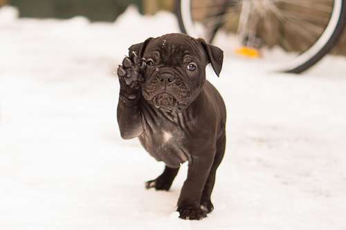 rugas Filhote de cachorro na neve