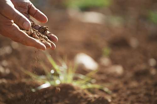 cultivado Mãos com terra