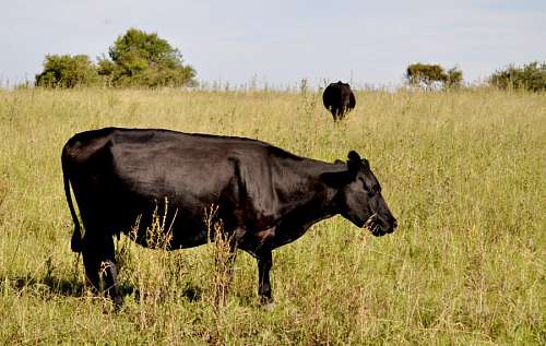 Aberdeen angus vaca preta