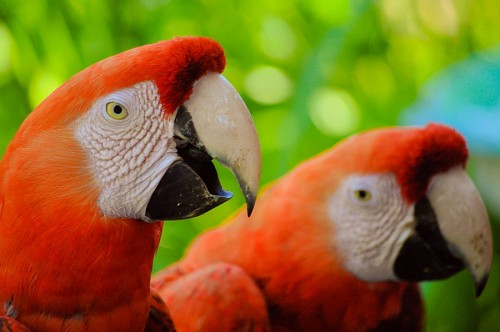 Perfil Macaws Couple