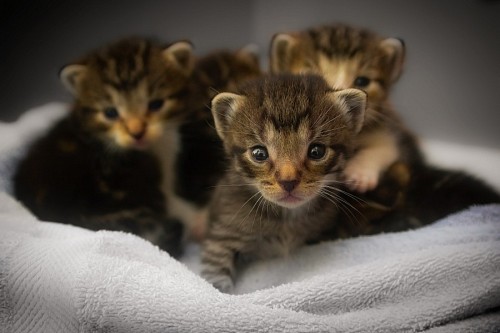 filhote de gato Filhotes de gato recém-nascido