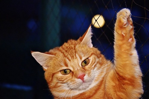 Gatinho com cara de raiva pendurado na cerca ao luar