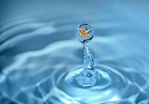 miniature peixe em uma gota de água