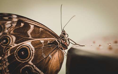 sepia Borboleta