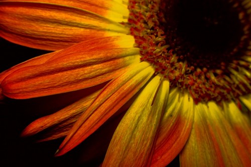 gerbera Parte, de, amarela, gerbera, macro