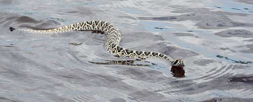 rato cobra do rio