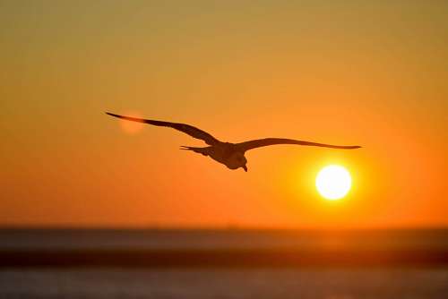 gaivotas Gaivota ao pôr do sol