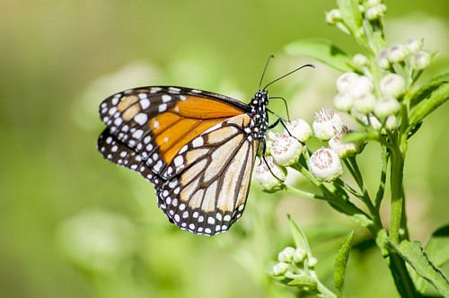 Borboleta posando na flor