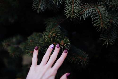 esmalte Pregos roxos tocando um pinheiro