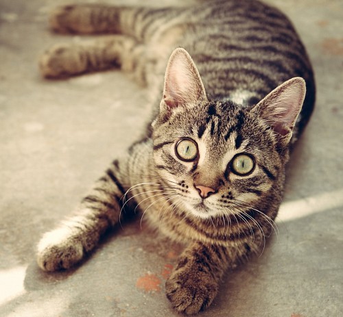 gato enrugado Gato adorável olhando para a câmera
