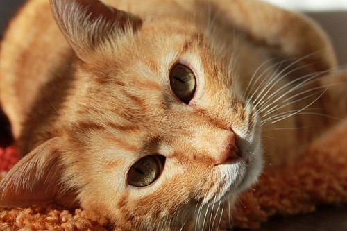 gato enrugado Gato dourado assistindo