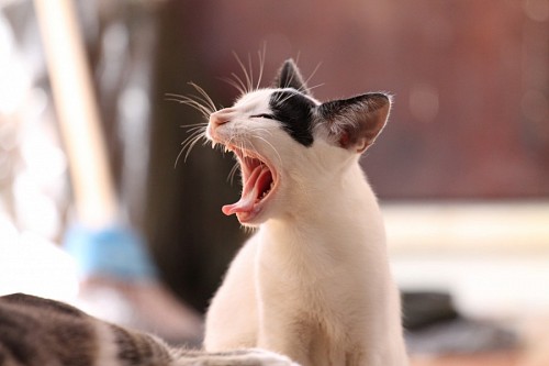 sonolento Adorável gatinho sonolento bocejando