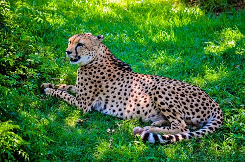 savana Chita em repouso