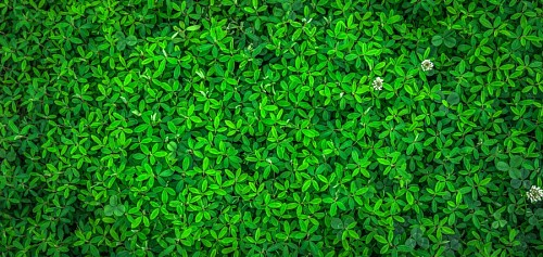 Papel de Parede Folhas Verdes