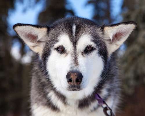 Husky siberiano