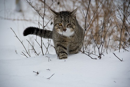 neve pura Gato andando na neve