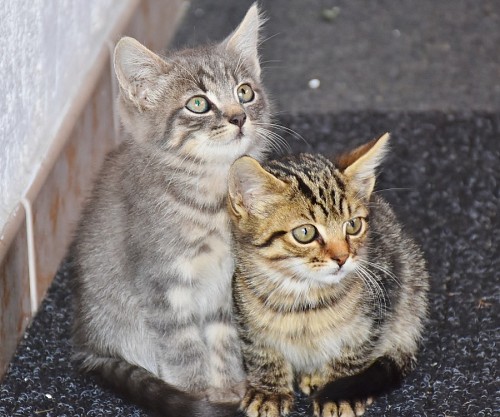 Pequenos irmãos felinos