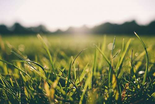 cespe Grass
