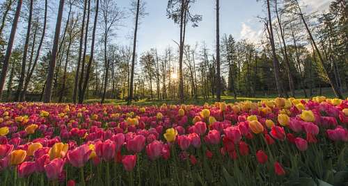 Tulipas