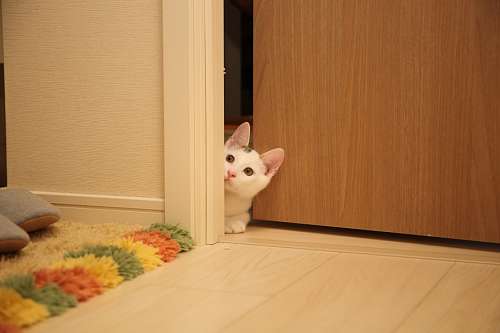 escondido gatinho curioso na porta