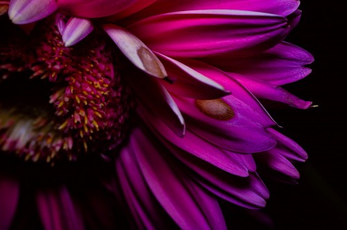 gerbera Gerbera violeta em fundo preto