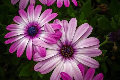 Lindas flores para papel de parede