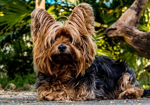 agradavel Close-up de cachorro Yorkshire