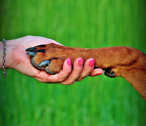 almofadas Mulher, levando, a, pata, dela, animal estimação
