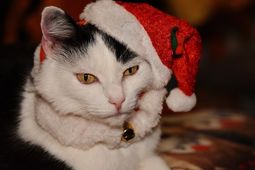 gato enrugado Gatinho de natal