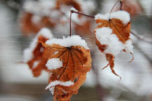 Folhas nevadas no inverno